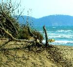 Parco Costiero di Rimigliano